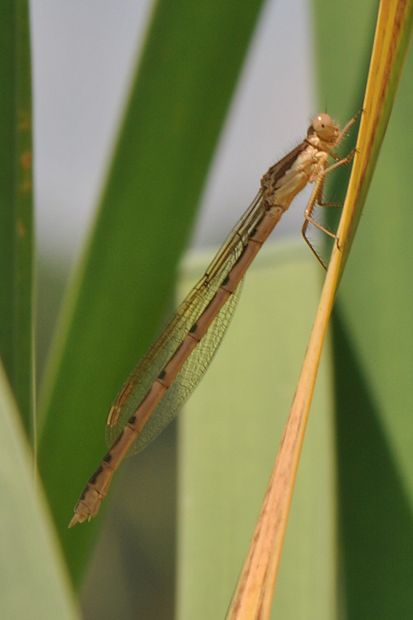 Sympecma fusca?